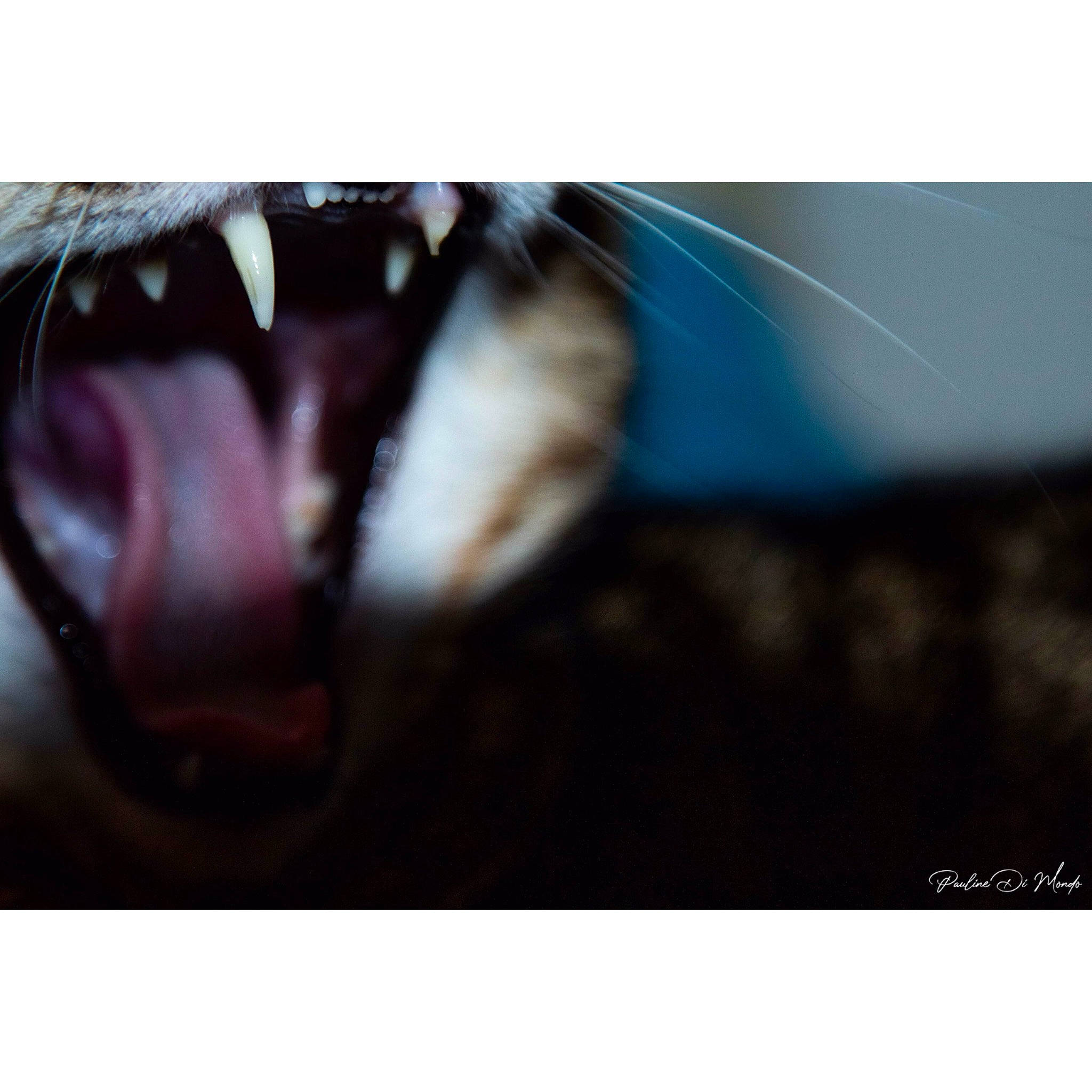 Loop participe au concours pour gagner de l'argent avec cette photo : carnivore, cat, close_up, eye, facial_expression, felidae, fur, macro_photography, mouth, nose, organ, photograph, photography, small_to_medium_sized_cats, smile, snapshot, snout, stock_photography, tooth, whiskers