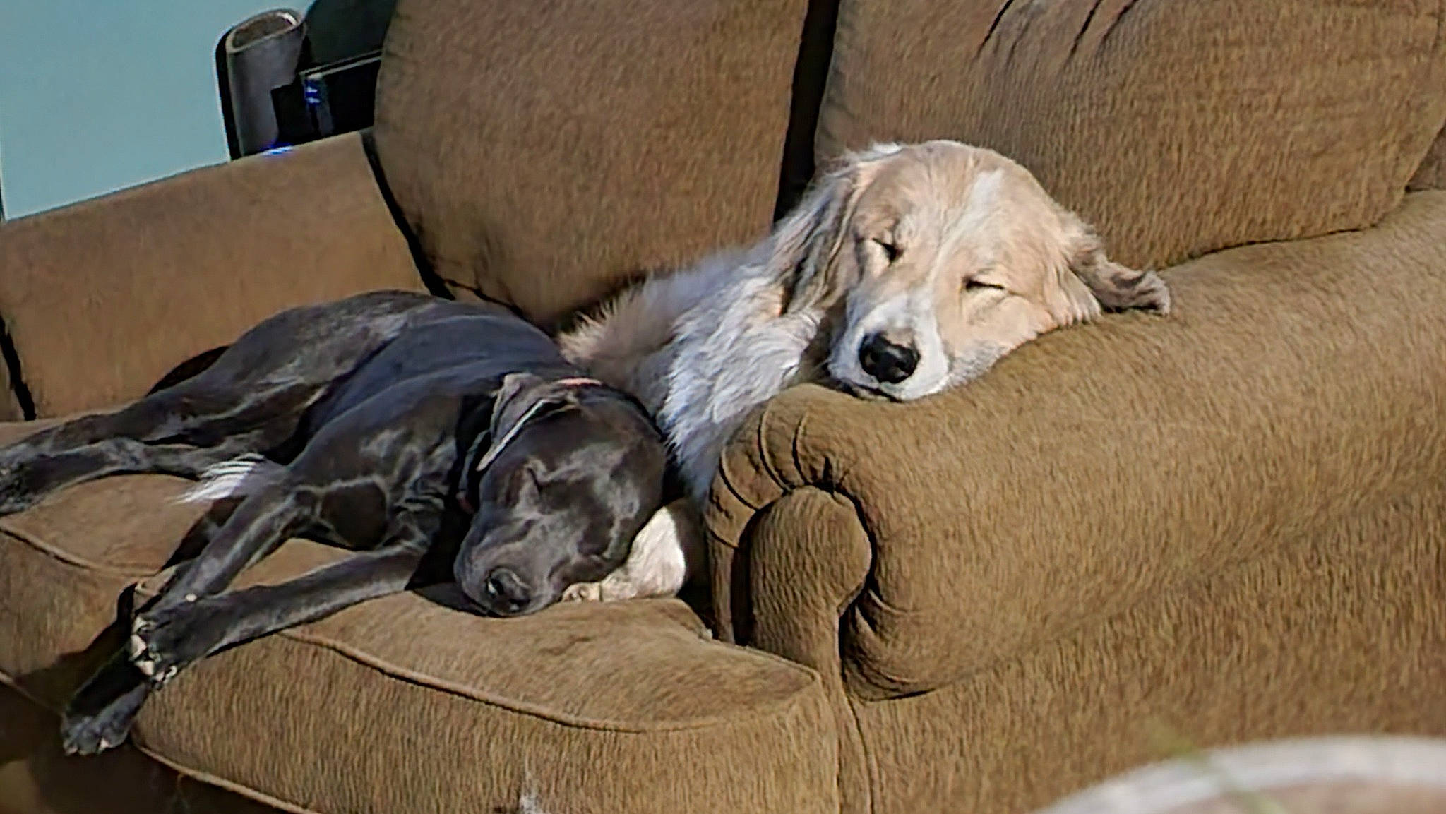 Perseus joined the competition — help win amazing prizes! box, canidae, carnivore, chair, comfort, companion_dog, couch, dog, dog_breed, dog_supply, fawn, fur, grey, guard_dog, linens, shipping_box, sitting, sporting_group, studio_couch, working_animal