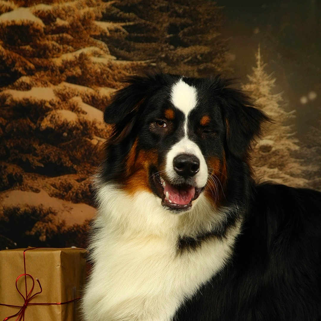 Loki a rejoint le concours — aidez-le/la à gagner de superbes lots ! accessories, animal, bag, box, canine, cat, cockerspaniel, collie, couch, cream, dessert, dog, furniture, gift, handbag, husky, manx, pet, puppy, saintbernard