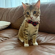 Monty joined the competition — help win amazing prizes! cat, tabby, bow_tie, pet, indoor, leather_couch, curious, animal, feline, cute, sitting, young_cat, whiskers, ears, paws, collar, domestic_animal, fur, home, portrait