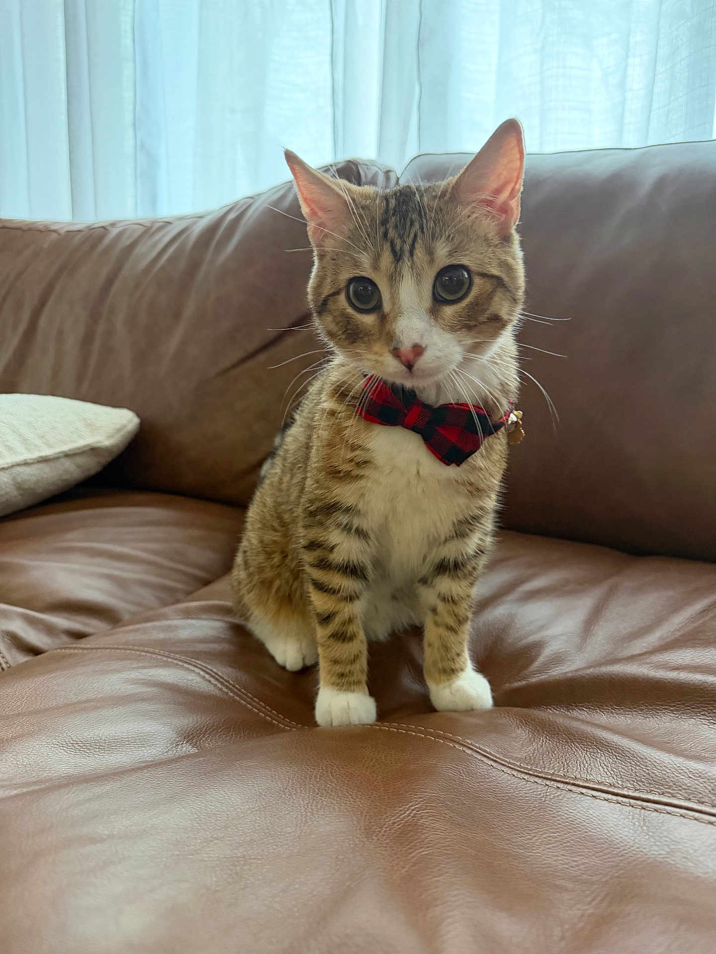 Monty joined the competition — help win amazing prizes! cat, tabby, bow_tie, pet, indoor, leather_couch, curious, animal, feline, cute, sitting, young_cat, whiskers, ears, paws, collar, domestic_animal, fur, home, portrait