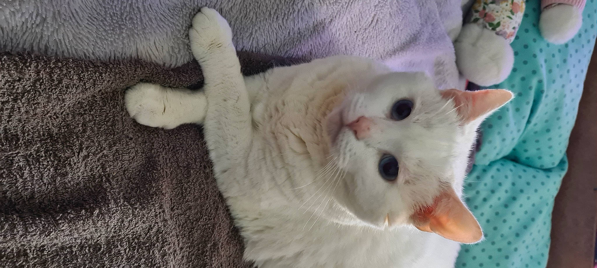 Milka a rejoint le concours — aidez-le/la à gagner de superbes lots ! carnivore, cat, claw, comfort, domestic_short_haired_cat, fang, felidae, fur, paw, small_to_medium_sized_cats, snout, tail, whiskers