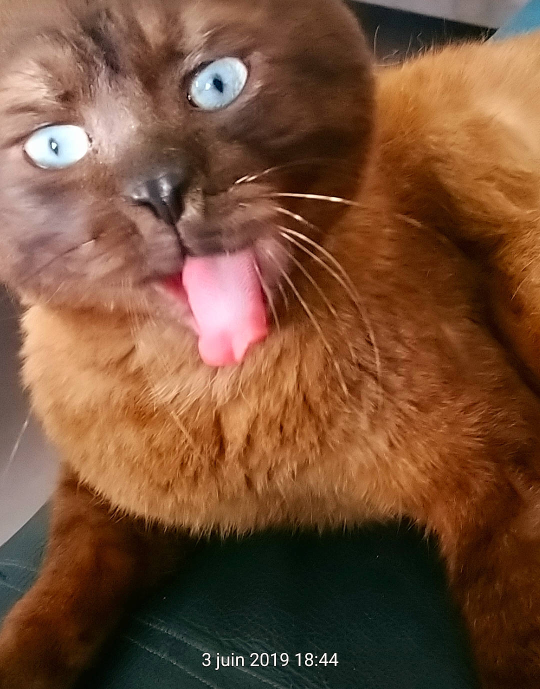 Milka participe au concours pour gagner de l'argent avec cette photo : balinese, carnivore, cat, cat_supply, claw, domestic_short_haired_cat, ear, fawn, felidae, fur, paw, small_to_medium_sized_cats, snout, tail, terrestrial_animal, thai, tonkinese, whiskers