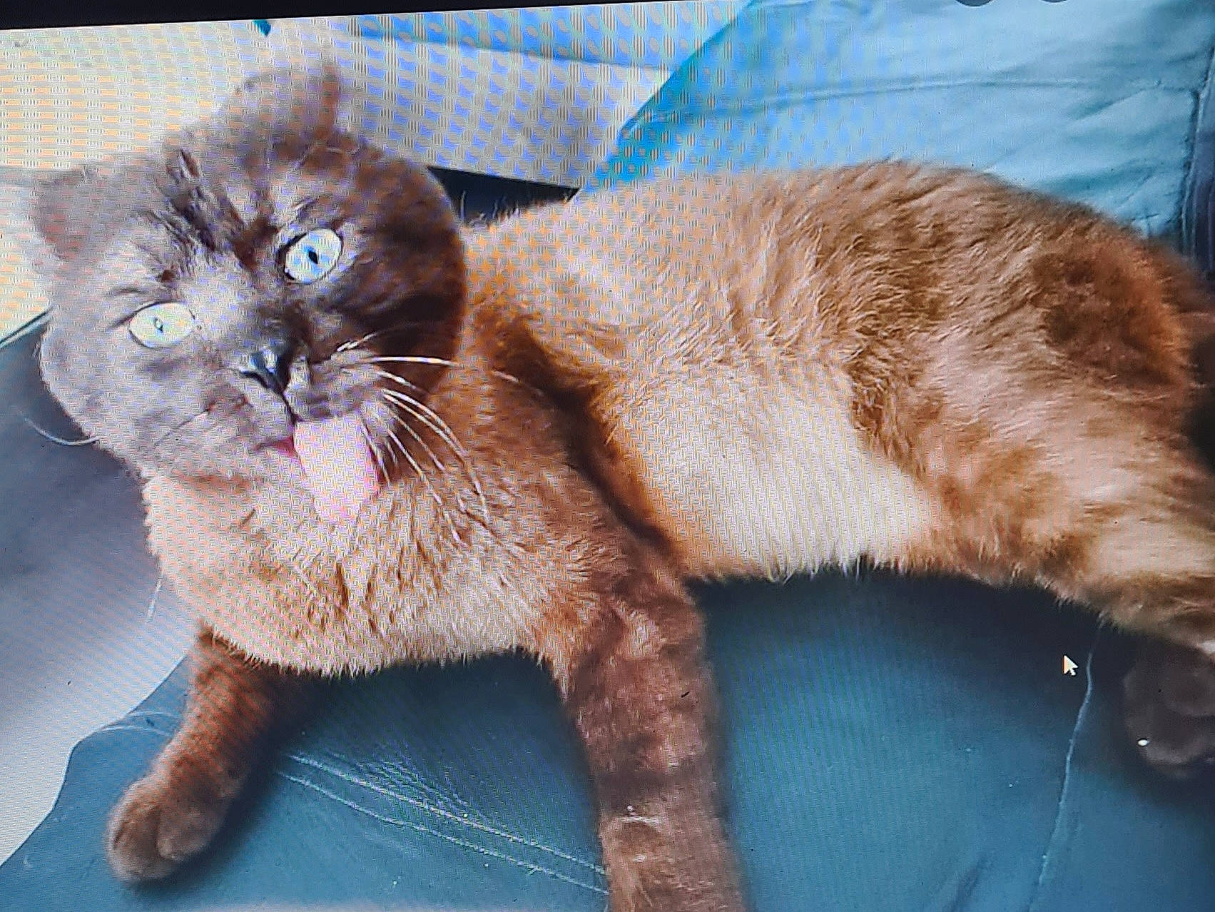 Milka participe au concours pour gagner de l'argent avec cette photo : carnivore, cat, cat_supply, claw, comfort, domestic_short_haired_cat, fawn, felidae, fur, liver, paw, sitting, small_to_medium_sized_cats, snout, tail, terrestrial_animal, whiskers, window