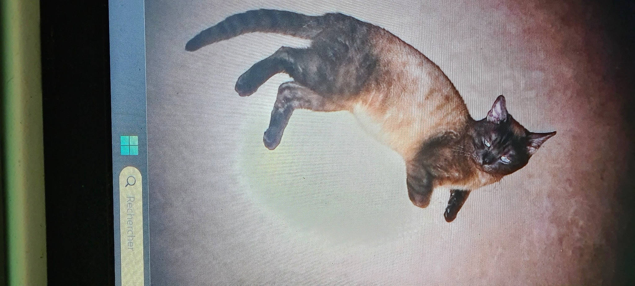 Milka participe au concours pour gagner de l'argent avec cette photo : balinese, carnivore, cat, claw, communication_device, display_device, domestic_short_haired_cat, fawn, felidae, fur, gadget, gesture, multimedia, paw, siamese, small_to_medium_sized_cats, snout, tail, thai, whiskers