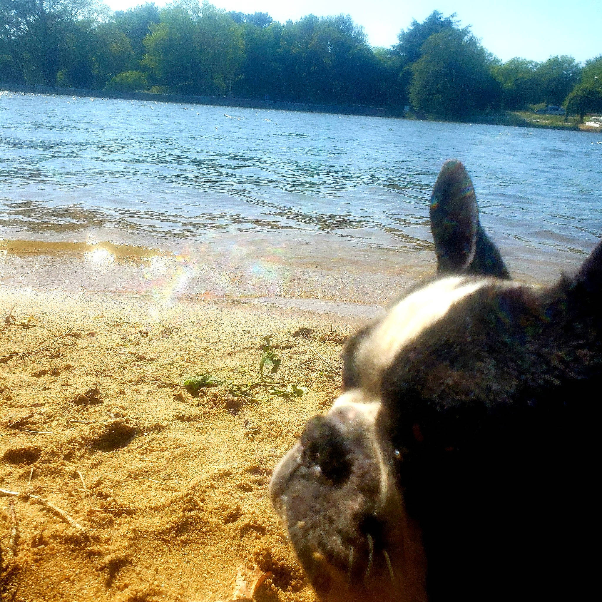 Manny a rejoint le concours — aidez-le/la à gagner de superbes lots ! beach, carnivore, dog_breed, grass, lake, landscape, natural_landscape, pasture, reservoir, sky, snout, soil, sporting_group, sunlight, terrestrial_animal, tree, water, wilderness, wood, working_animal