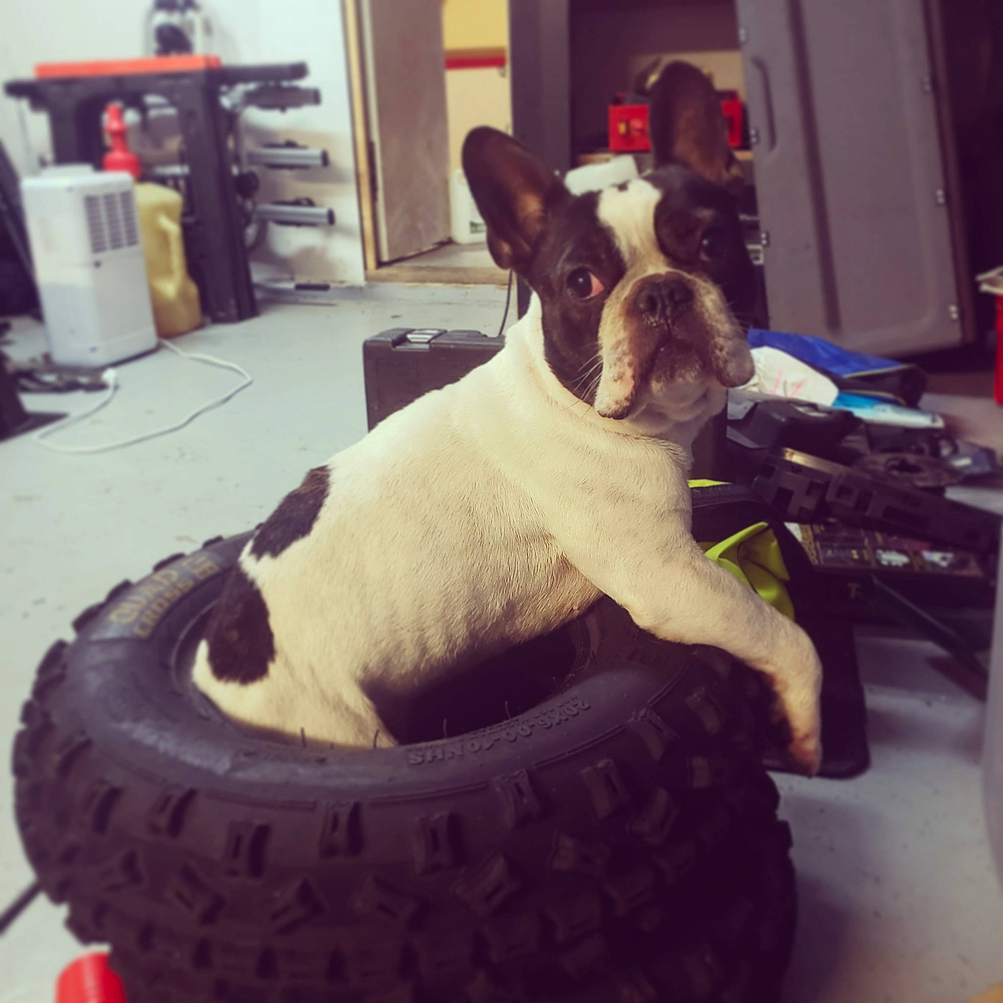 Manny a rejoint le concours — aidez-le/la à gagner de superbes lots ! automotive_tire, carnivore, collar, comfort, companion_dog, dog, dog_breed, dog_collar, door, fawn, metal, pet_supply, synthetic_rubber, tail, tire, tire_care, toy_dog, tread, wheel, working_animal