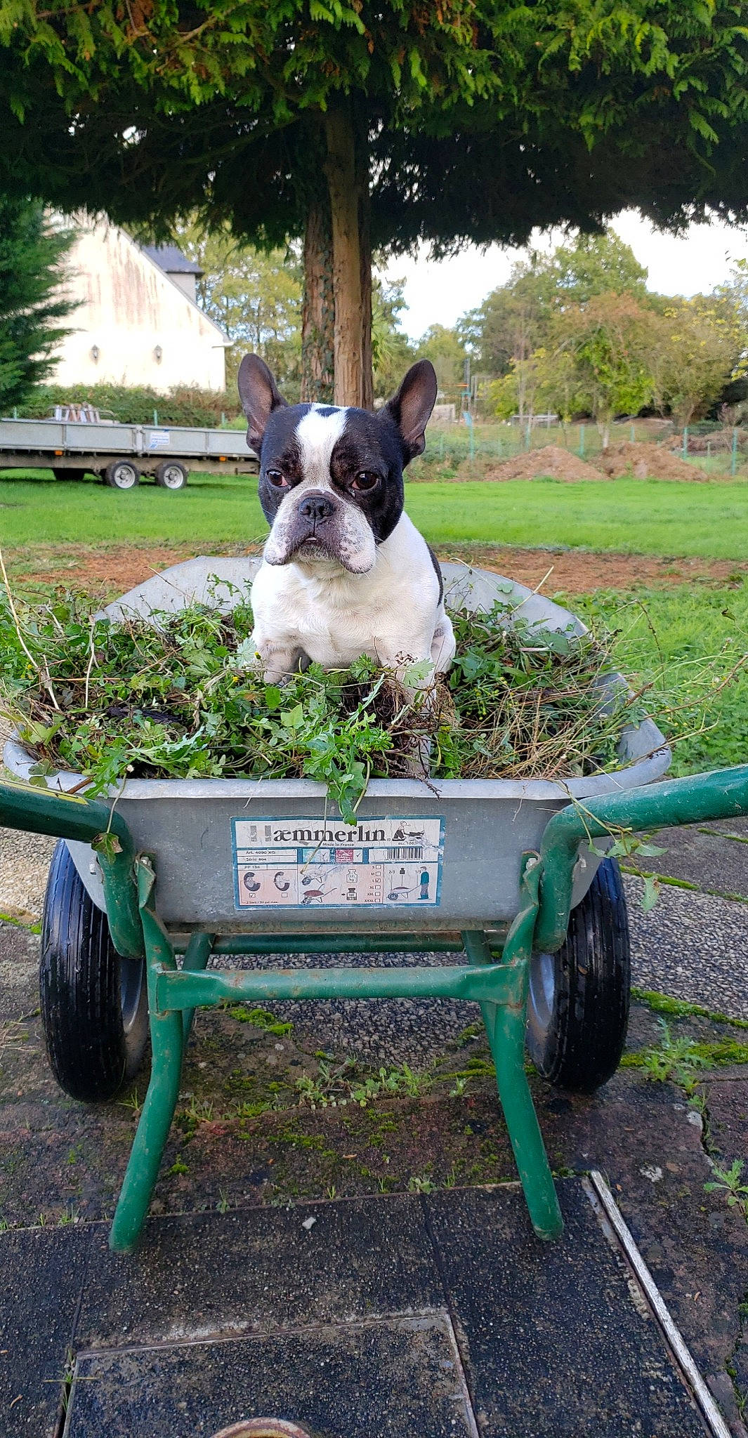 Manny a rejoint le concours — aidez-le/la à gagner de superbes lots ! canidae, carnivore, companion_dog, dog, dog_breed, fawn, garden, grass, lawn, plant, shrub, snout, soil, sporting_group, terrestrial_animal, tire, tree, vertebrate, wheel, working_animal