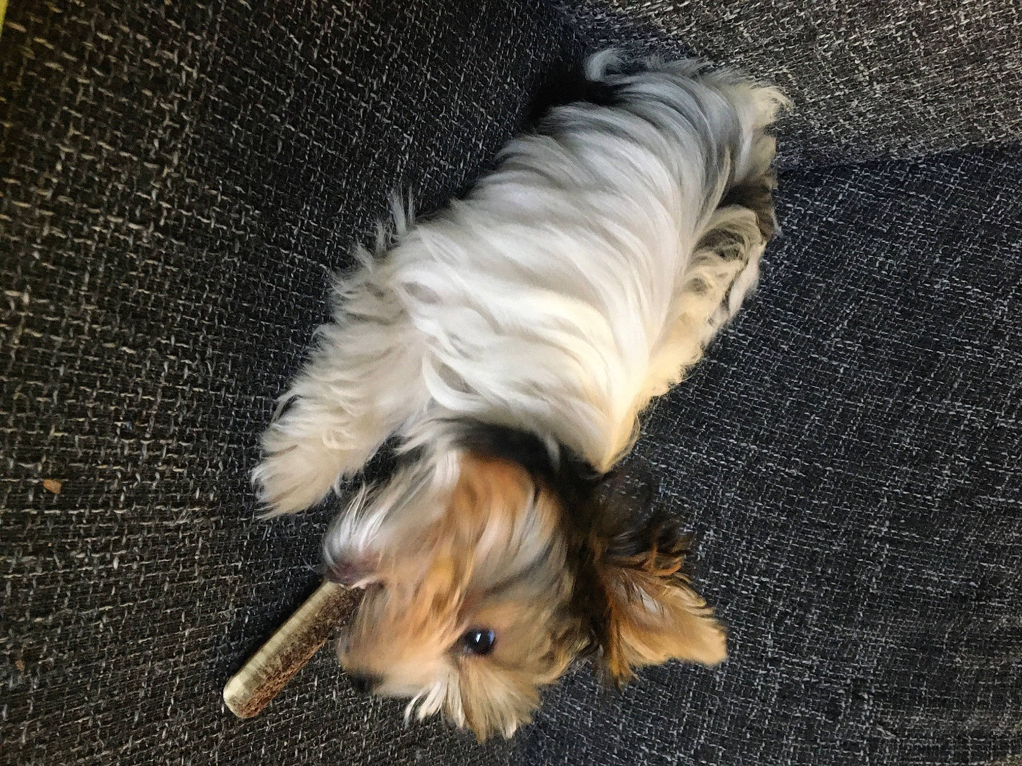 Tamara a rejoint le concours — aidez-le/la à gagner de superbes lots ! asphalt, canidae, carnivore, companion_dog, dog, dog_breed, fawn, fur, grass, paw, road_surface, snout, soil, spaniel, sporting_group, tail, terrier, toy_dog, whiskers, wildlife