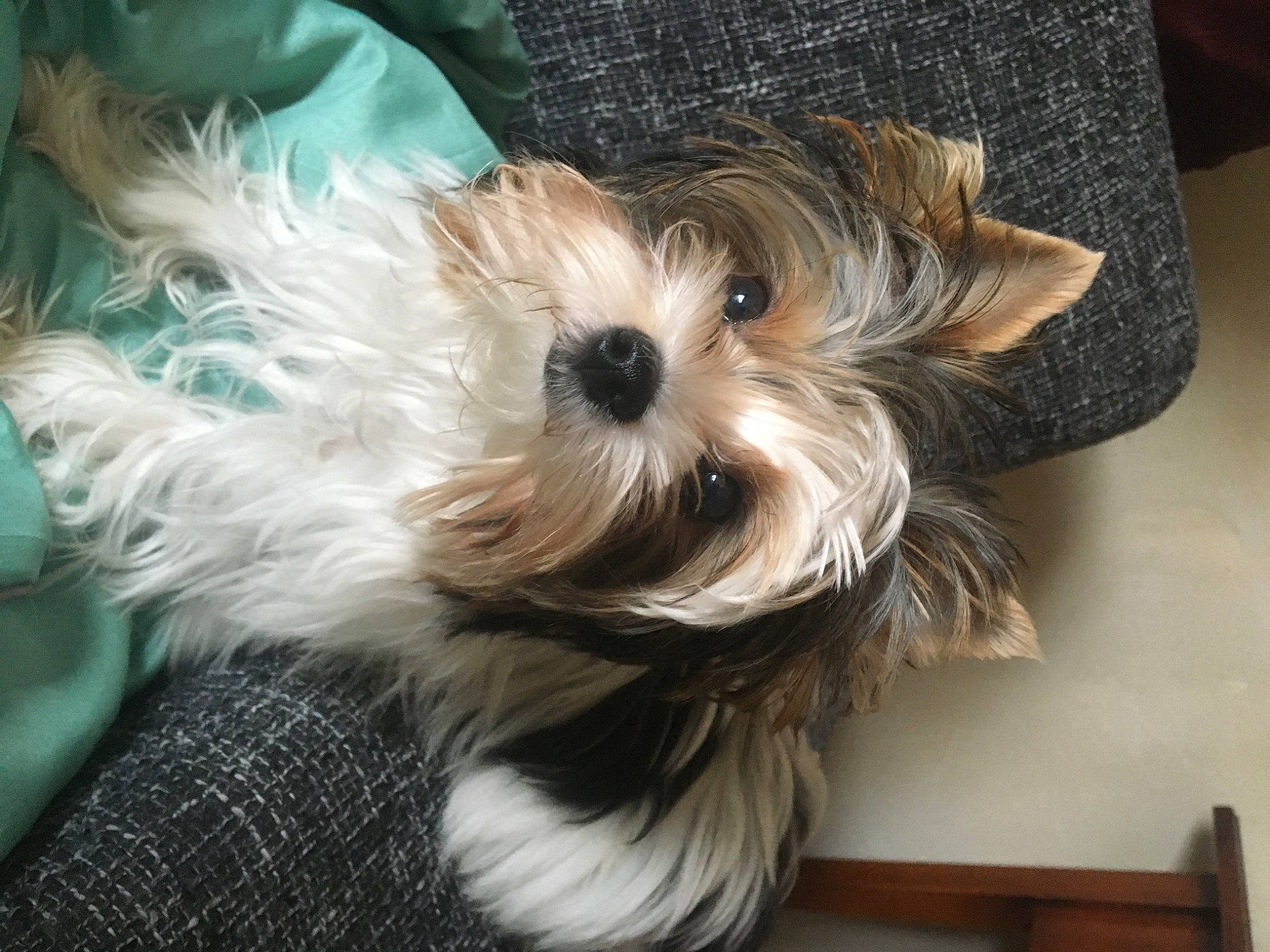 Tamara a rejoint le concours — aidez-le/la à gagner de superbes lots ! biewer_terrier, canidae, carnivore, companion_dog, dog, dog_breed, dog_supply, fashion_accessory, fawn, flooring, fur, maltepoo, non_sporting_group, puppy, small_terrier, snout, sporting_group, terrier, toy_dog, working_animal