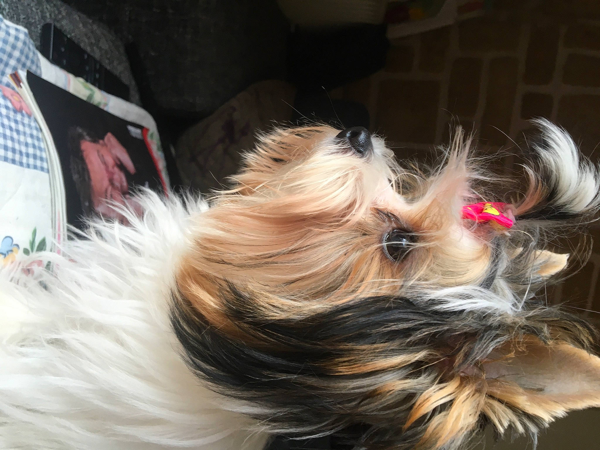 Tamara a rejoint le concours — aidez-le/la à gagner de superbes lots ! brown_hair, canidae, carnivore, companion_dog, dog, dog_breed, dog_supply, ear, eyewear, fashion_accessory, fawn, fur, hair_accessory, hair_coloring, liver, pet_supply, small_terrier, snout, sporting_group, toy_dog