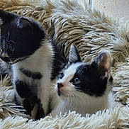 Angel Et Figaro a rejoint le concours — aidez-le/la à gagner de superbes lots ! adorable, animal, black_and_white, cat, companions, curious, cute, domestic_animal, feline, fluffy_bed, fur, furry, indoor, kitten, pet, resting, small, soft_texture, two_kittens, young