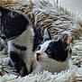 adorable, animal, black_and_white, cat, companions, curious, cute, domestic_animal, feline, fluffy_bed, fur, furry, indoor, kitten, pet, resting, small, soft_texture, two_kittens, young