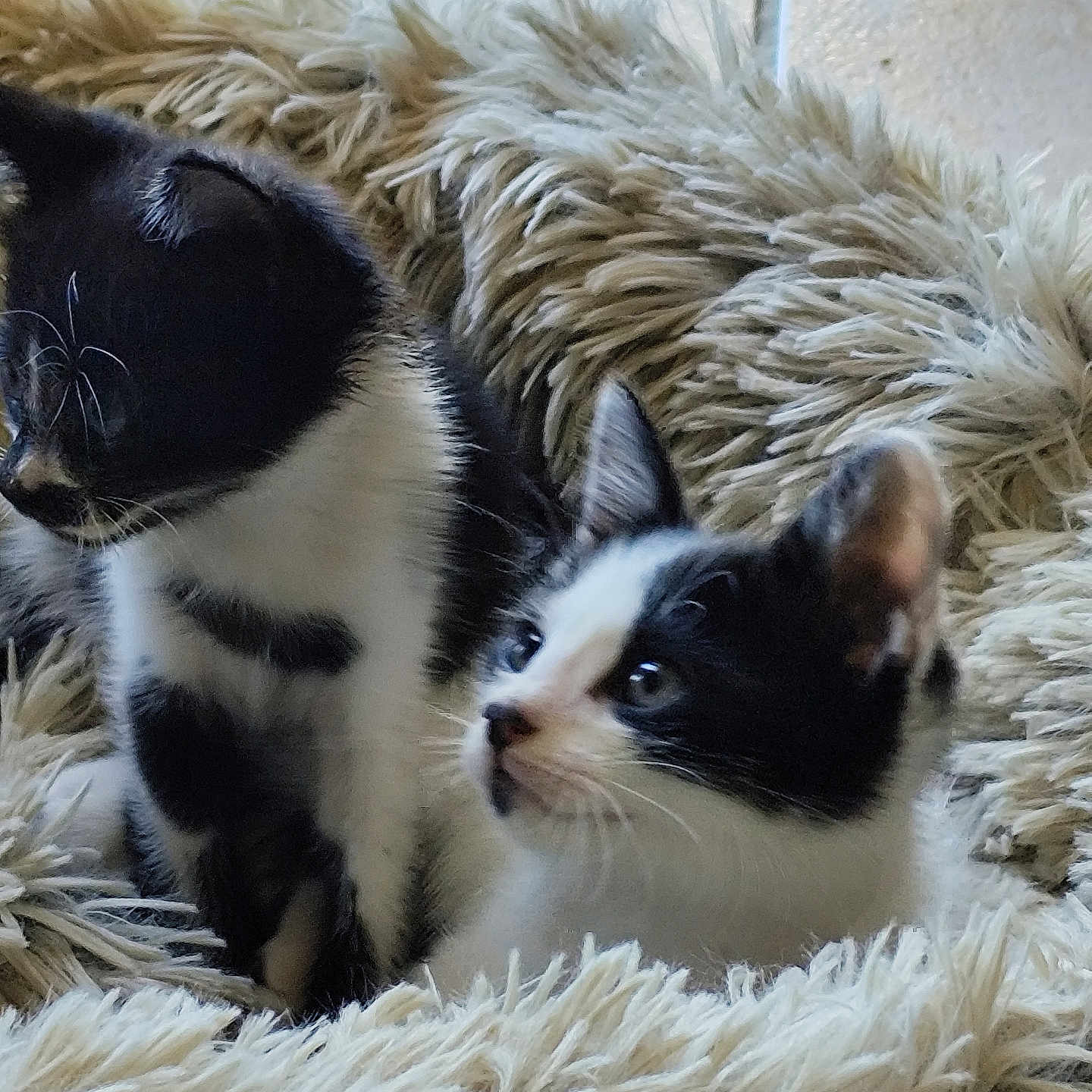 Angel Et Figaro a rejoint le concours — aidez-le/la à gagner de superbes lots ! adorable, animal, black_and_white, cat, companions, curious, cute, domestic_animal, feline, fluffy_bed, fur, furry, indoor, kitten, pet, resting, small, soft_texture, two_kittens, young