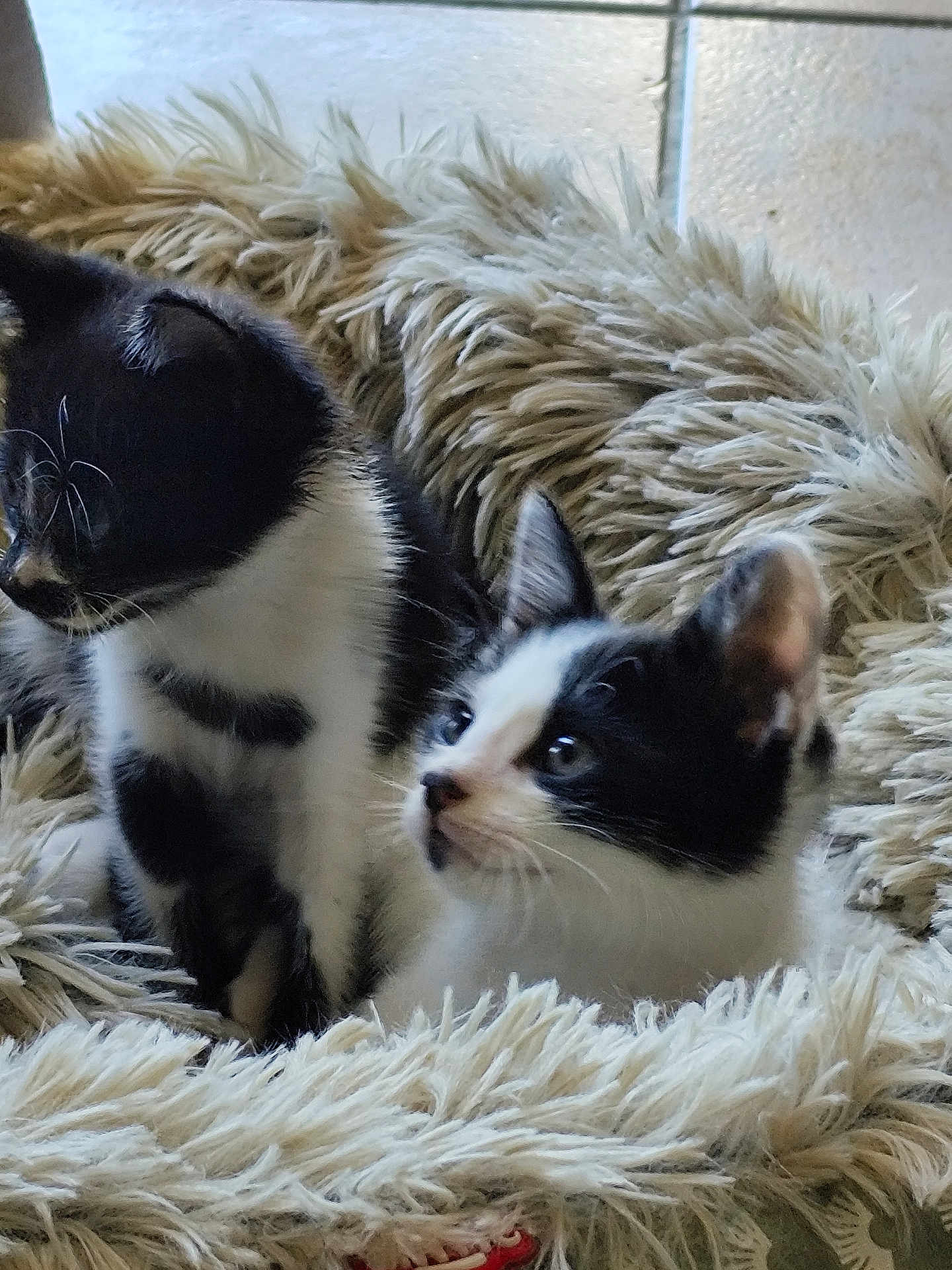 Angel Et Figaro a rejoint le concours — aidez-le/la à gagner de superbes lots ! adorable, animal, black_and_white, cat, companions, curious, cute, domestic_animal, feline, fluffy_bed, fur, furry, indoor, kitten, pet, resting, small, soft_texture, two_kittens, young
