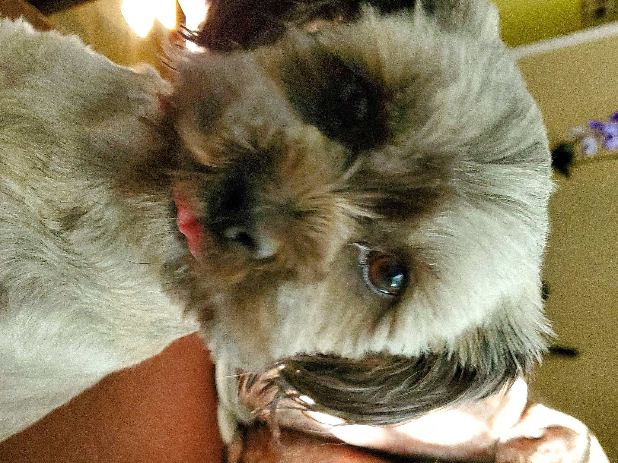 Ace joined the competition — help win amazing prizes! british_longhair, canidae, carnivore, companion_dog, dog, dog_breed, ear, eye, fawn, felidae, fur, liver, paw, shih_tzu, small_to_medium_sized_cats, sporting_group, terrestrial_animal, toy_dog, whiskers, working_animal