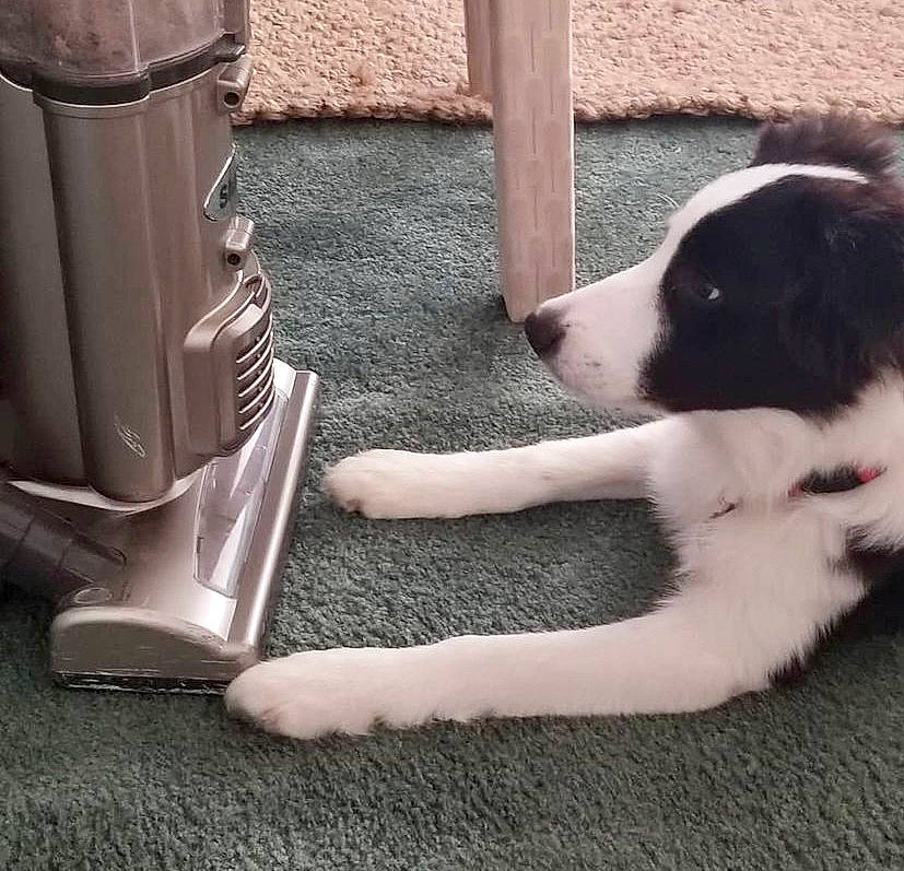 Daenerys is registered to the contest to win money with this photo: border_collie, canidae, carmine, carnivore, comfort, companion_dog, dog, dog_breed, flooring, foot, fur, herding_dog, human_leg, landseer, snout, sporting_group, tail, tints_and_shades, wood, working_animal