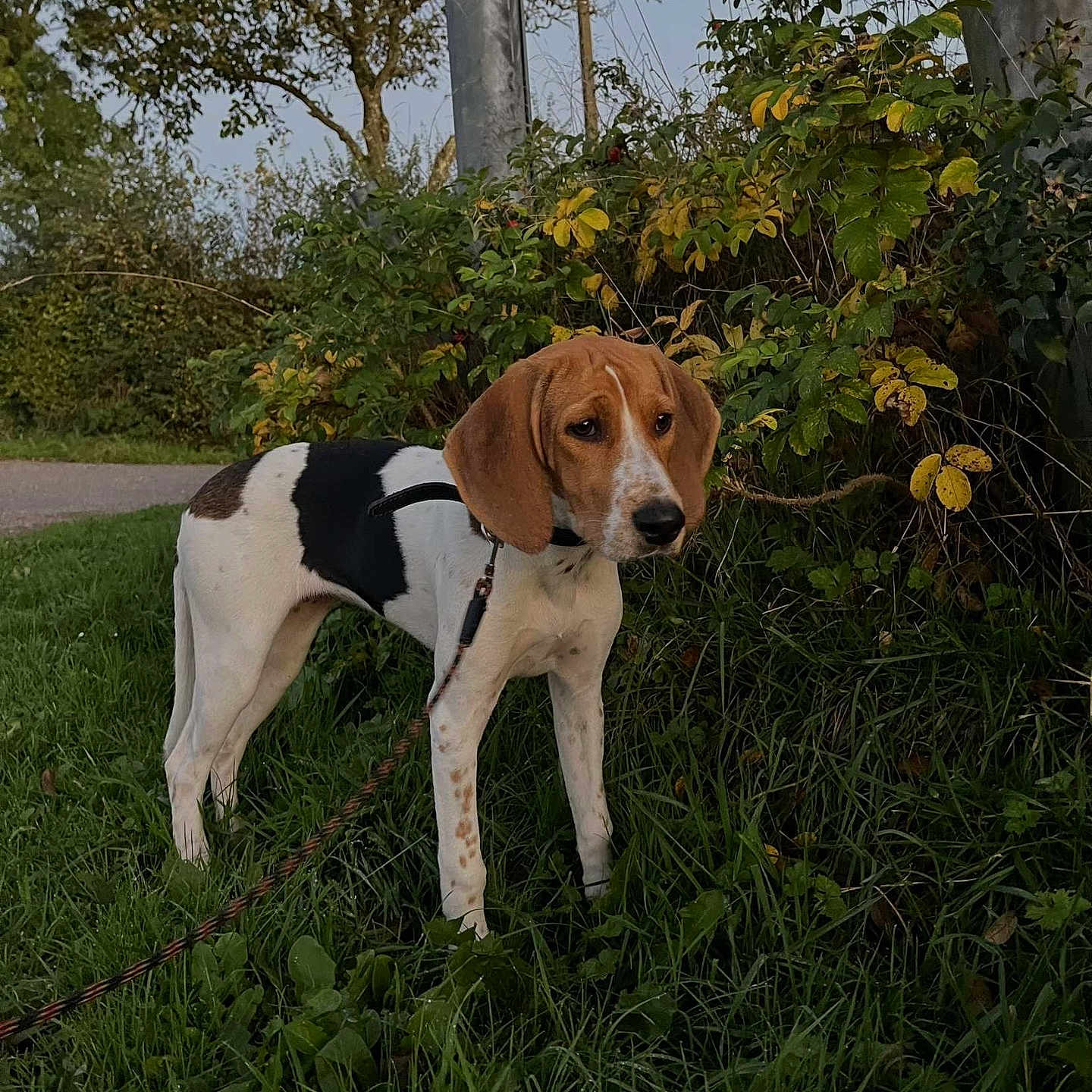 Vaïana a rejoint le concours — aidez-le/la à gagner de superbes lots ! animal, beagle, canine, dog, hound, leash, person, pet, pointer, puppy, walkingdog