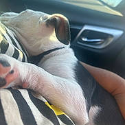 Andarna is registered to the contest to win money with this photo: black_and_white_fur, car_interior, close_up, cozy, dog, door_handle, ear, harness, human_arm, lap, paw, pet, puppy, resting, seat, sleeping, soft_fur, striped_shirt, sunlight, window