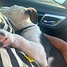black_and_white_fur, car_interior, close_up, cozy, dog, door_handle, ear, harness, human_arm, lap, paw, pet, puppy, resting, seat, sleeping, soft_fur, striped_shirt, sunlight, window