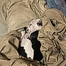 Andarna is registered to the contest to win money with this photo: bed, black_and_white, blanket, cozy, dog, domestic_animal, duvet, ear, fur, indoor, nap, paw, pet, pillow, puppy, resting, sleeping, snout, spotted, textile