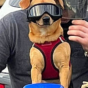 Rosco is registered to the contest to win money with this photo: adventure, animal, blue_motorcycle, companion, cool, dog, funny, goggles, helmet, leisure, motorcycle, outdoor, person, pet, protective_gear, red_harness, riding, road_trip, transportation, vehicle
