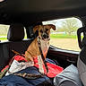 Ember is registered to the contest to win money with this photo: puppy, dog, car_interior, backseat, leash, blanket, bag, window, seat, collar, rest, travel, pet, animal, daylight, park_outside, curious, young_dog, brown_dog, indoor
