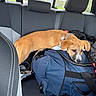 Ember is registered to the contest to win money with this photo: puppy, dog, duffel_bag, car_interior, back_seat, window, seatbelt, collar, brown_dog, pet, animal, resting, leash, fabric, zipper, travel, vehicle, daylight, seat, headrest