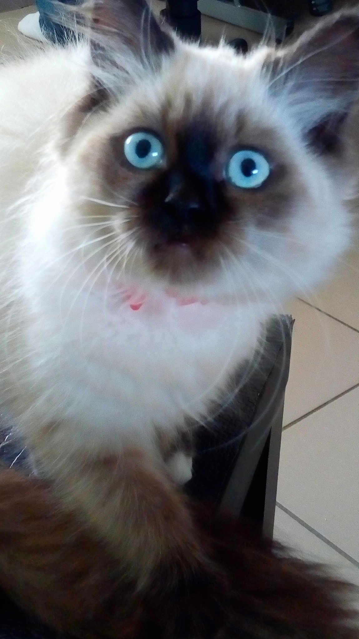 Louna