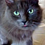 Oréa a rejoint le concours — aidez-le/la à gagner de superbes lots ! asian_semi_longhair, cat, cat_like_mammal, domestic_long_haired_cat, domestic_short_haired_cat, kitten, maine_coon, nebelung, small_to_medium_sized_cats, snout, whiskers