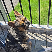 Teddy Graham joined the competition — help win amazing prizes! animal, black_spots, brown_ears, curious, daylight, deck, dog, fence, green_lawn, looking_back, merle_coat, mesh_screen, outdoor, pet, quiet, railing, shadow, sitting, sunlight, wooden_deck