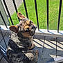 animal, black_spots, brown_ears, curious, daylight, deck, dog, fence, green_lawn, looking_back, merle_coat, mesh_screen, outdoor, pet, quiet, railing, shadow, sitting, sunlight, wooden_deck