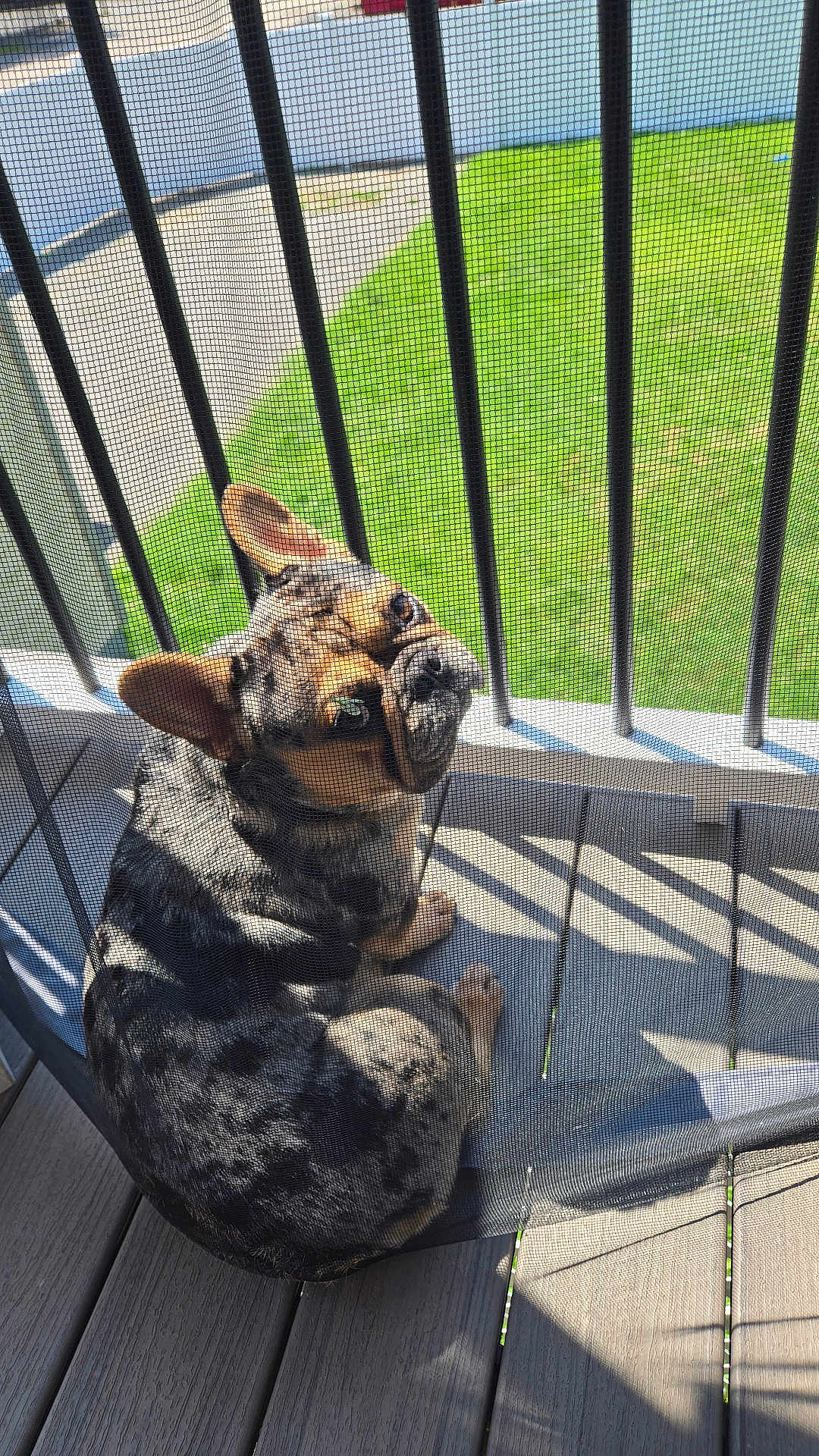 Teddy Graham joined the competition — help win amazing prizes! animal, black_spots, brown_ears, curious, daylight, deck, dog, fence, green_lawn, looking_back, merle_coat, mesh_screen, outdoor, pet, quiet, railing, shadow, sitting, sunlight, wooden_deck