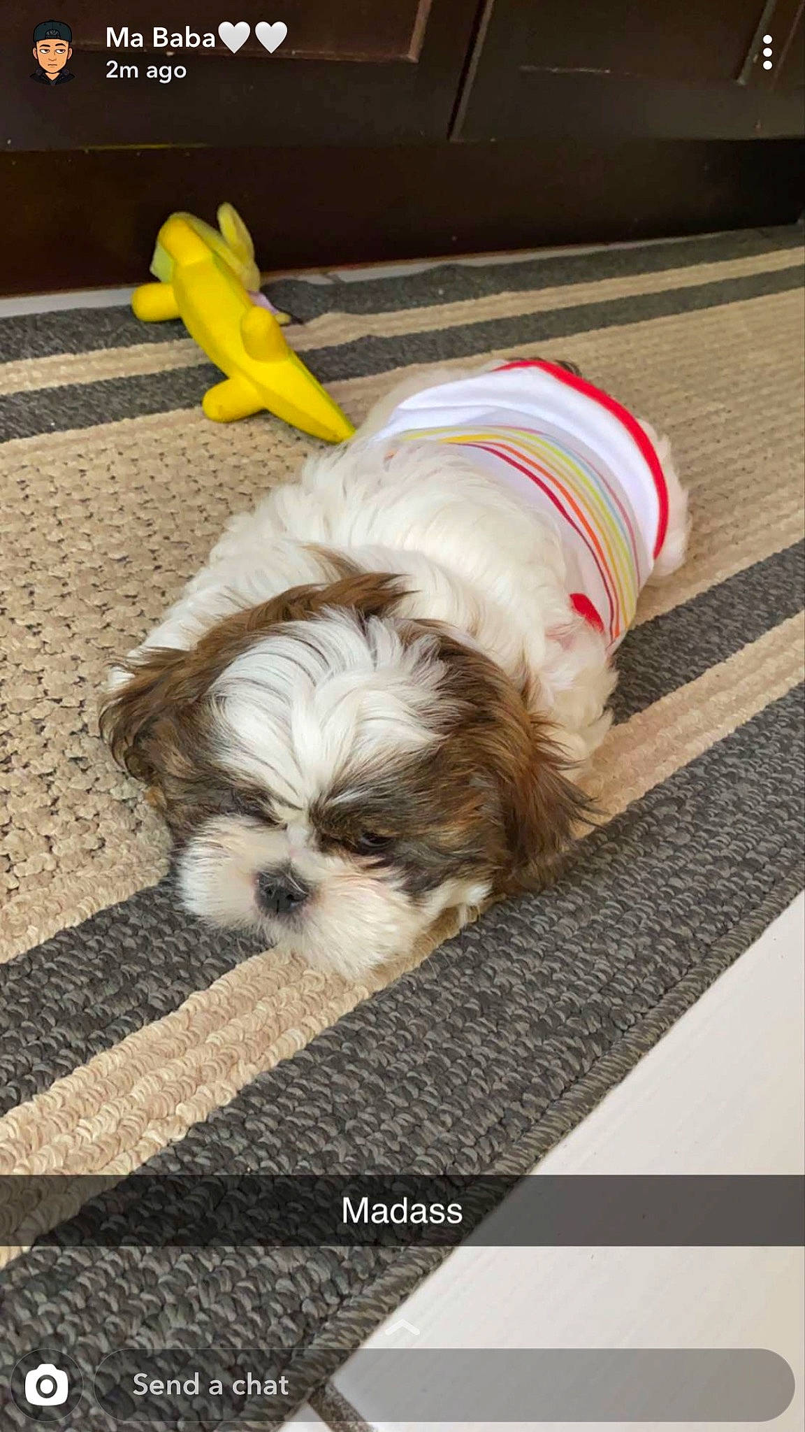 Lola is registered to the contest to win money with this photo: canidae, carnivore, companion_dog, dog, dog_breed, dog_supply, fawn, flooring, fur, liver, mal_shi, shih_tzu, small_terrier, snout, sporting_group, tail, terrier, toy_dog, wood, working_animal