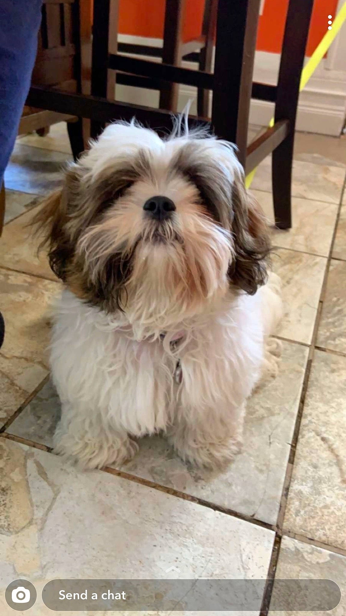 Lola joined the competition — help win amazing prizes! canidae, carnivore, companion_dog, dog, dog_breed, fawn, flooring, fur, hardwood, liver, mal_shi, maltepoo, shih_poo, shih_tzu, small_terrier, snout, sporting_group, terrier, toy_dog, working_animal