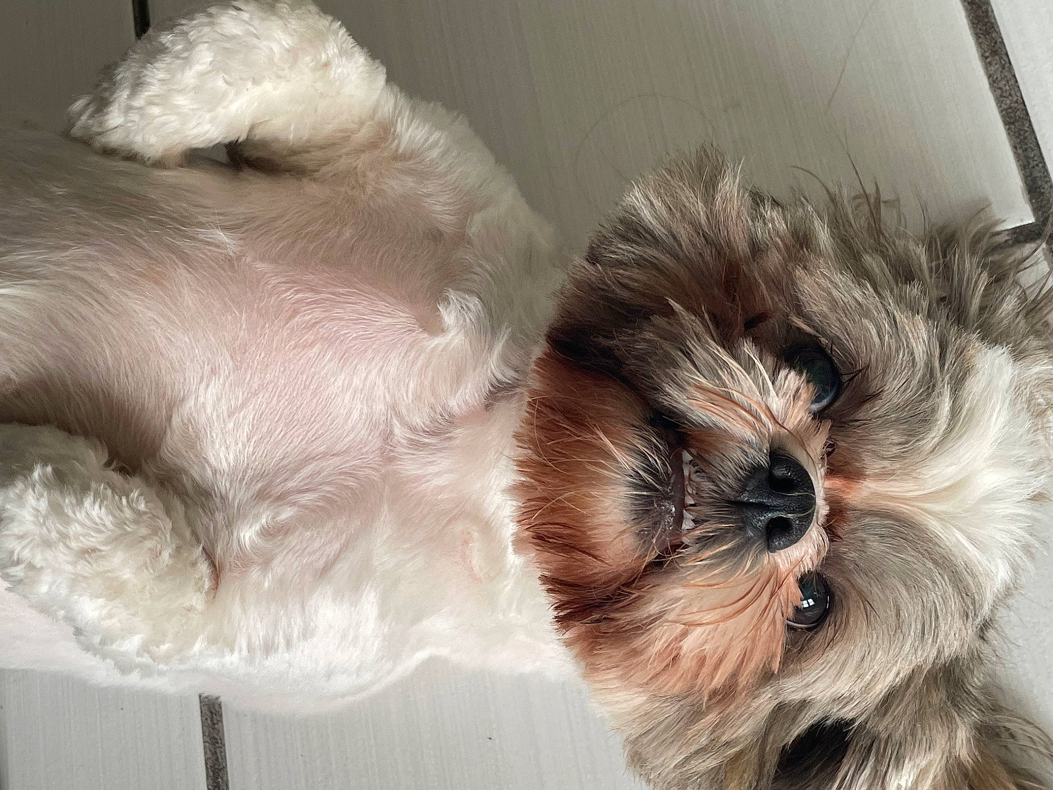 Lola is registered to the contest to win money with this photo: carnivore, companion_dog, dog, dog_breed, dog_supply, ear, fawn, felidae, liver, mammal, paw, small_terrier, small_to_medium_sized_cats, snout, sporting_group, tail, terrier, toy_dog, whiskers, working_animal