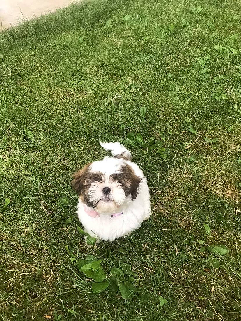 Lola joined the competition — help win amazing prizes! canidae, carnivore, companion_dog, dog, dog_breed, fur, grass, grassland, groundcover, liver, mal_shi, maltepoo, plant, shih_tzu, small_terrier, snout, sporting_group, terrestrial_animal, terrier, toy_dog