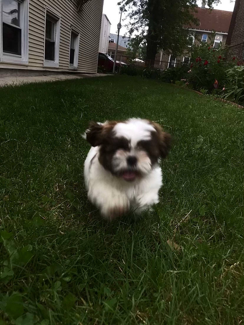 Lola is registered to the contest to win money with this photo: carnivore, companion_dog, dog, dog_breed, door, garden, grass, house, lawn, liver, plant, tail, terrestrial_animal, terrier, toy_dog, tree, whiskers, window, working_animal, yard