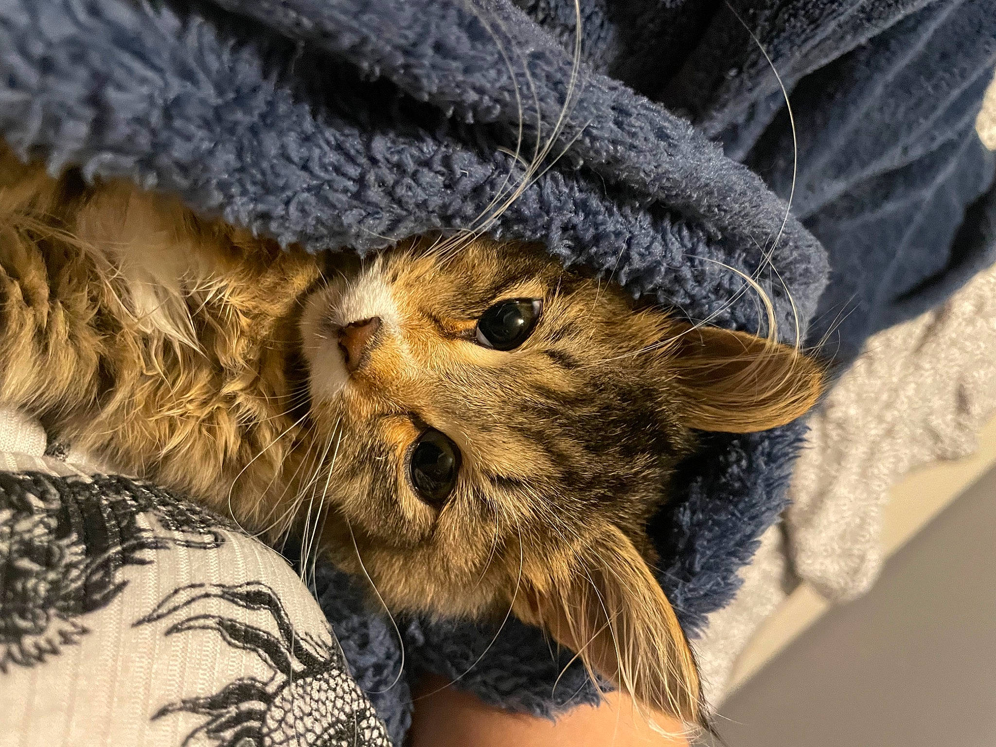 Gizmo joined the competition — help win amazing prizes! cap, carnivore, cat, claw, denim, domestic_short_haired_cat, fawn, felidae, fur, fur_clothing, gesture, paw, small_to_medium_sized_cats, snout, tail, terrestrial_animal, tree, whiskers, wildlife