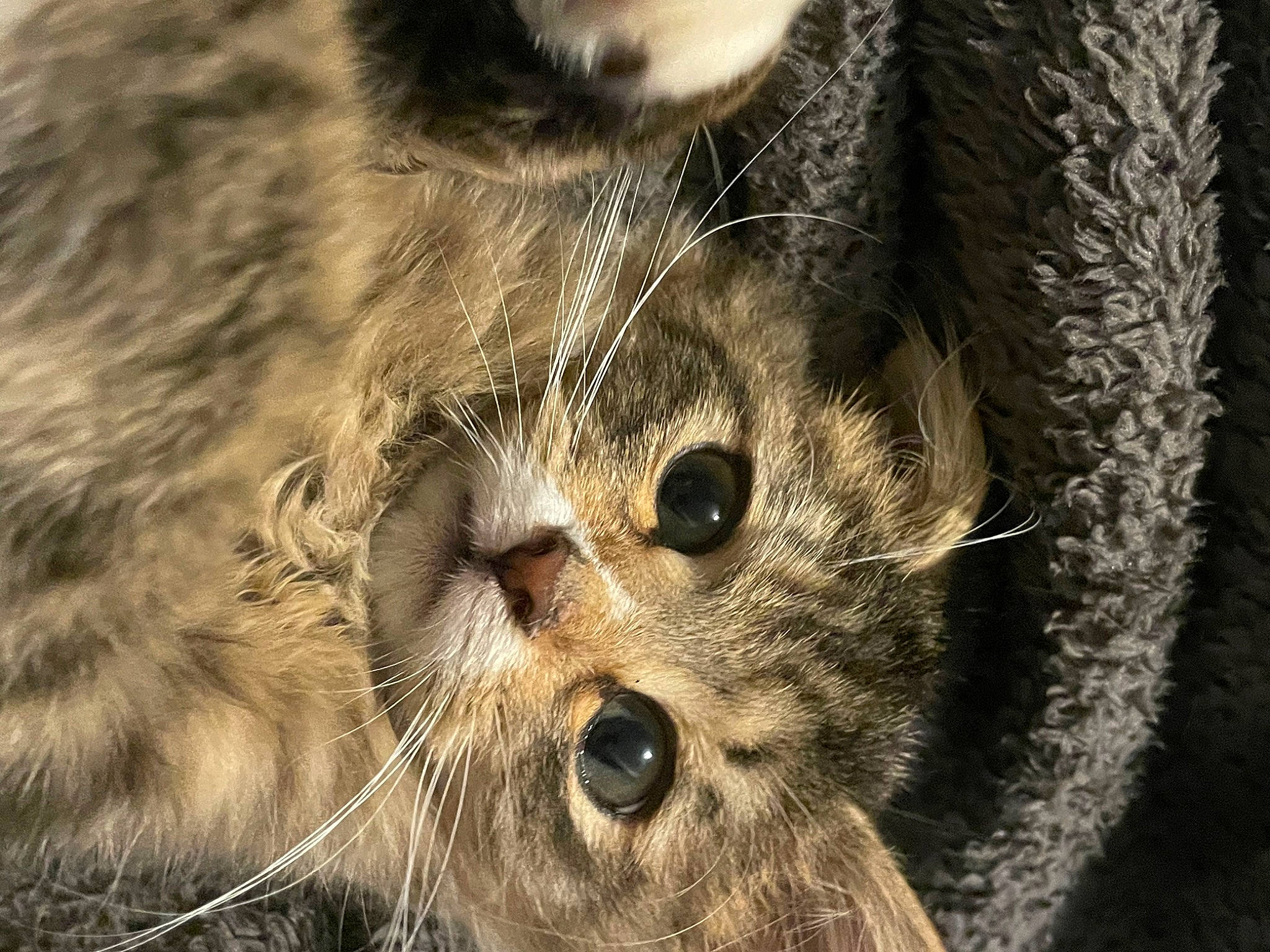 Gizmo is registered to the contest to win money with this photo: carnivore, cat, claw, close_up, domestic_short_haired_cat, eye, fawn, felidae, fur, grass, macro_photography, plant, small_to_medium_sized_cats, snout, terrestrial_animal, tree, twig, whiskers, wildlife, wood