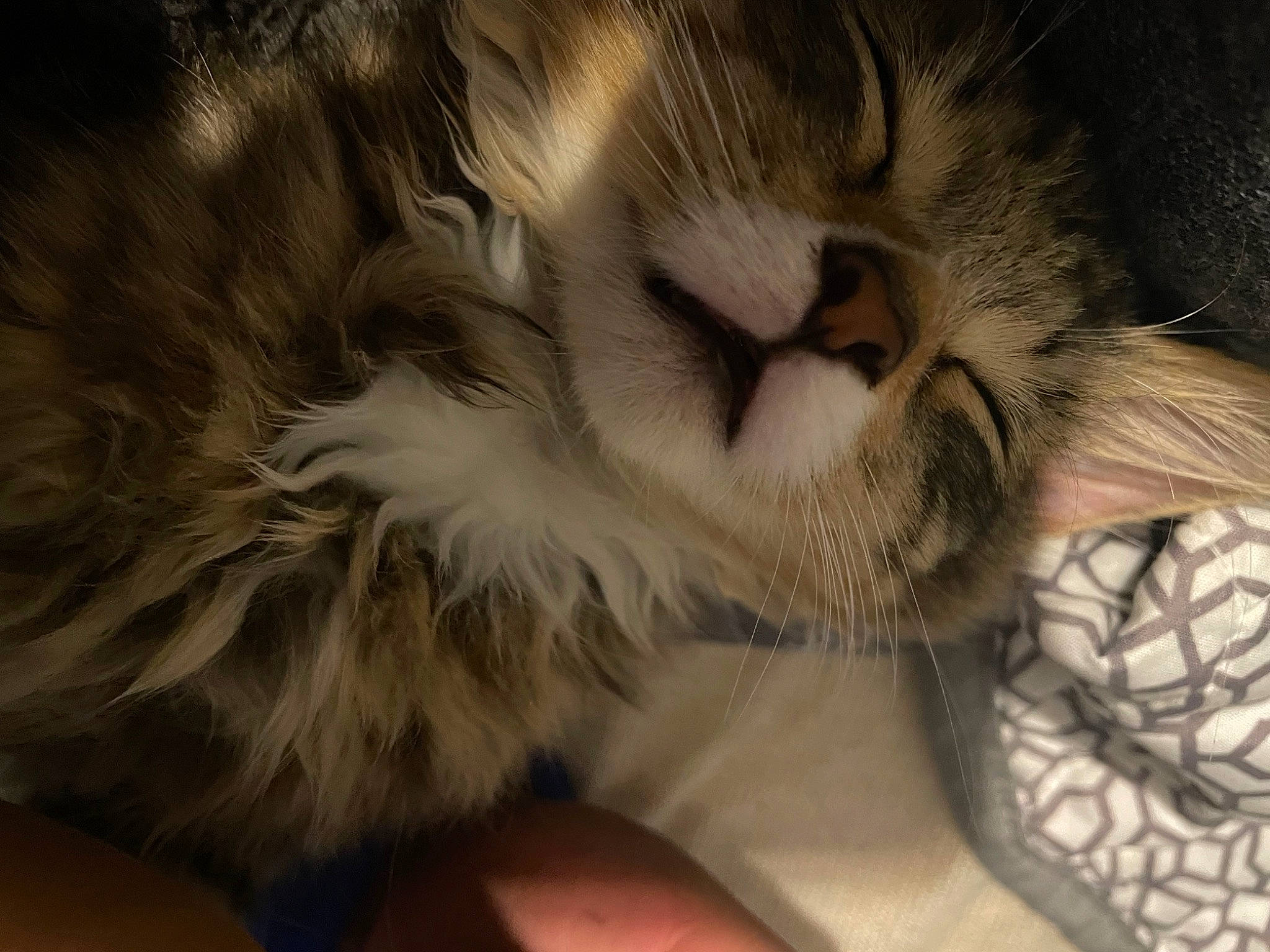 Gizmo joined the competition — help win amazing prizes! carnivore, cat, claw, comfort, domestic_short_haired_cat, fawn, felidae, fur, nap, paw, sleep, small_to_medium_sized_cats, tail, terrestrial_animal, whiskers