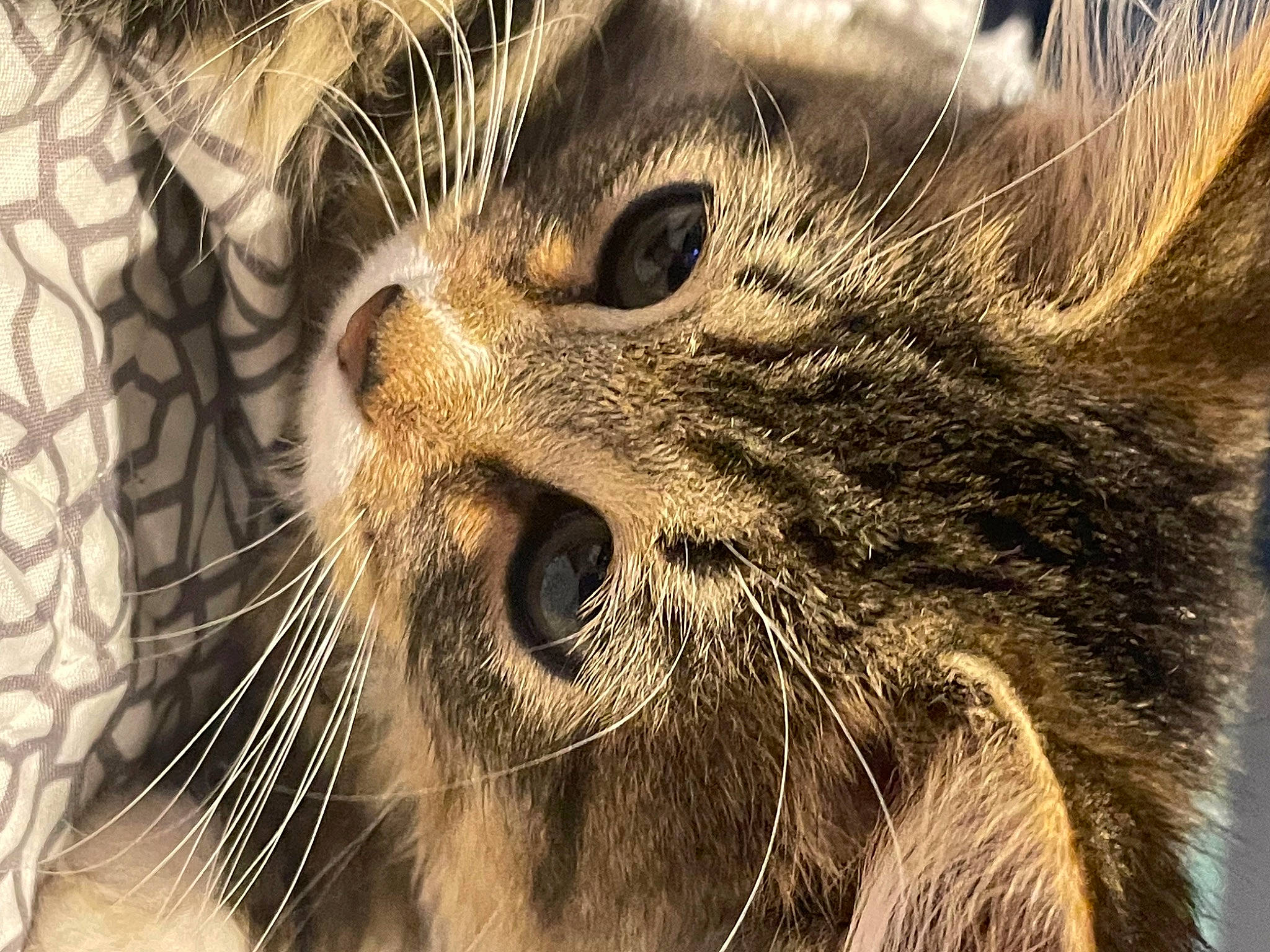 Gizmo joined the competition — help win amazing prizes! carnivore, cat, close_up, domestic_short_haired_cat, eye, felidae, fur, grass, grey, monochrome, monochrome_photography, organism, paw, sand, small_to_medium_sized_cats, snout, terrestrial_animal, tree, whiskers, wildlife