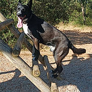 Volt participe au concours pour gagner de l'argent avec cette photo : animal, black_dog, canine, climbing, daylight, dog, forest, gravel, happy, nature, outdoor, park, pet, playful, shadow, sunny, tongue_out, trees, white_chest, wooden_structure