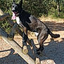 animal, black_dog, canine, climbing, daylight, dog, forest, gravel, happy, nature, outdoor, park, pet, playful, shadow, sunny, tongue_out, trees, white_chest, wooden_structure