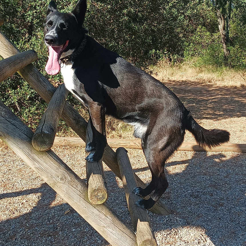 Volt participe au concours pour gagner de l'argent avec cette photo : animal, black_dog, canine, climbing, daylight, dog, forest, gravel, happy, nature, outdoor, park, pet, playful, shadow, sunny, tongue_out, trees, white_chest, wooden_structure