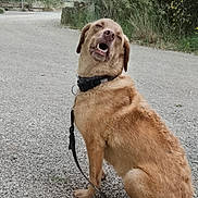 Ulaf a rejoint le concours — aidez-le/la à gagner de superbes lots ! dog, sitting, gravel_path, leash, collar, outdoor, greenery, bushes, tree, nature, canine, pet, animal, fur, mouth_open, looking_back, daylight, rural, landscape, quiet