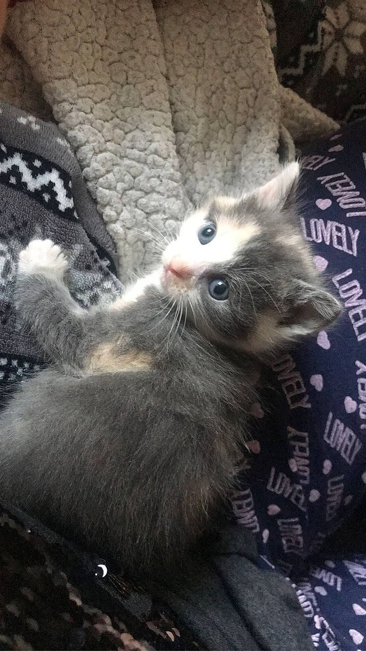 Noellie participe au concours pour gagner de l'argent avec cette photo : carnivore, cat, domestic_short_haired_cat, fawn, felidae, fur, kitten, mammal, russian_blue, small_to_medium_sized_cats, tail, whiskers