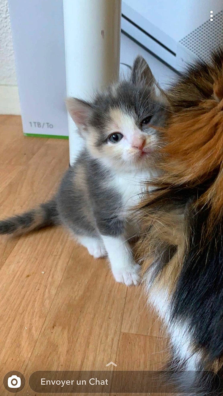 Noellie participe au concours pour gagner de l'argent avec cette photo : british_semi_longhair, carnivore, cat, cymric, domestic_long_haired_cat, fawn, felidae, kitten, maine_coon, mammal, munchkin, napoleon_cat, norwegian_forest_cat, polydactyl_cat, ragamuffin, siberian, small_to_medium_sized_cats, tail, vertebrate, whiskers