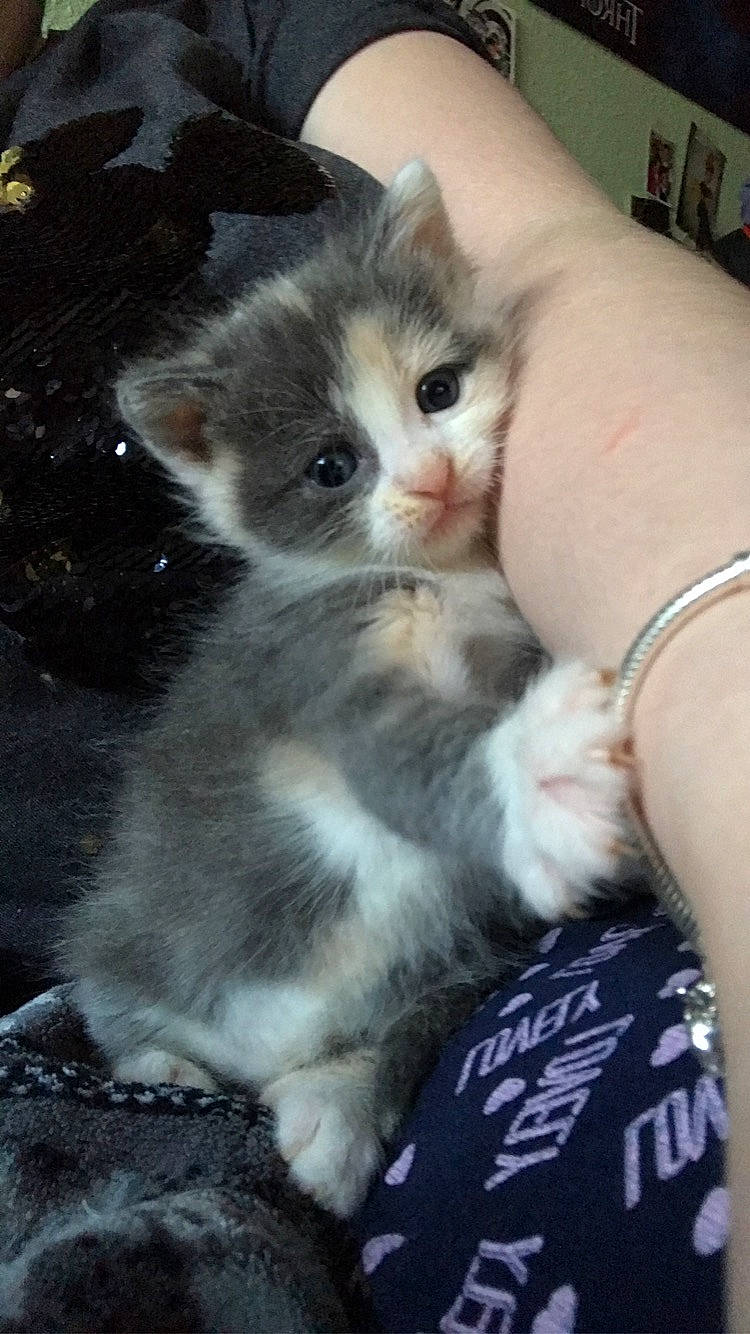 Noellie a rejoint le concours — aidez-le/la à gagner de superbes lots ! asian, british_semi_longhair, carnivore, cat, domestic_long_haired_cat, domestic_short_haired_cat, fawn, felidae, kitten, mammal, munchkin, norwegian_forest_cat, persian, polydactyl_cat, scottish_fold, small_to_medium_sized_cats, whiskers