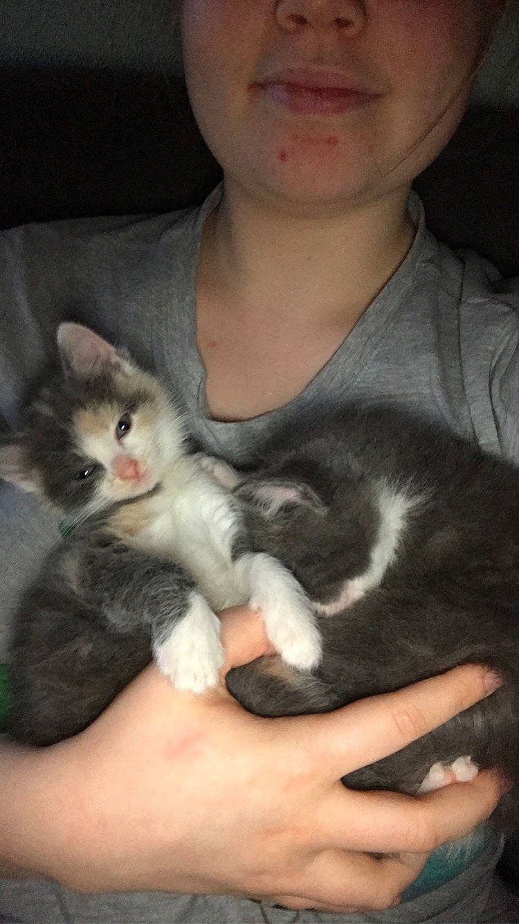 Noellie a rejoint le concours — aidez-le/la à gagner de superbes lots ! american_wirehair, asian, carnivore, cat, domestic_long_haired_cat, domestic_short_haired_cat, ear, felidae, kitten, mammal, norwegian_forest_cat, polydactyl_cat, siberian, skin, small_to_medium_sized_cats, turkish_angora, vertebrate, whiskers